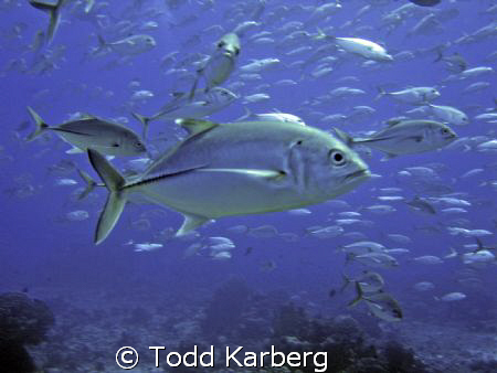 School of jacks, right when I snapped this one swam right... by Todd Karberg 