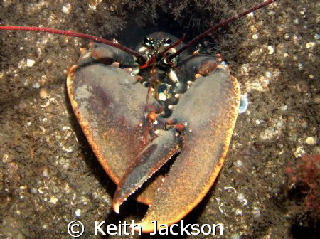 Lobster on the wreck of HMS Fairy by Keith Jackson 