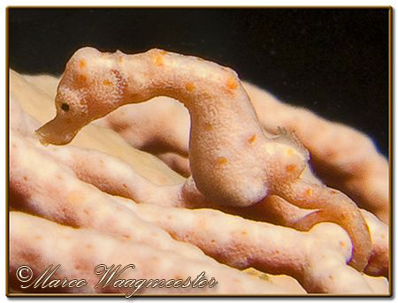 Another Pygmy Seahorse (Hippocampus denise) during a dive... by Marco Waagmeester 