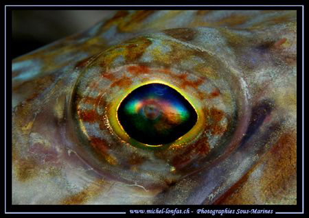 The eye of a Lezard Fish... :O) by Michel Lonfat 