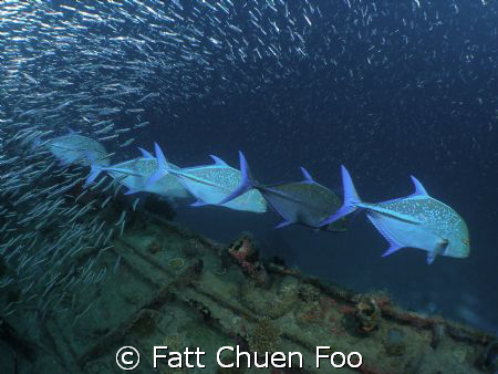 ATTENTION! Trevally on the hunt, Maldives taken with Olym... by Fatt Chuen Foo 