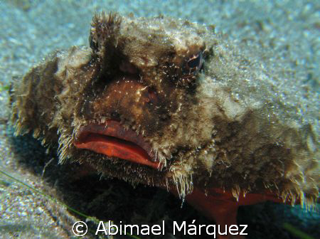 Batfish, Saba Island by Abimael Márquez 