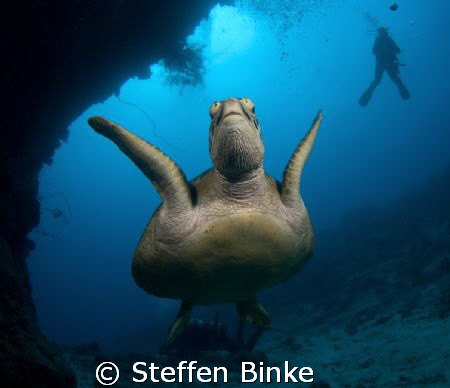 green turtle at the Ribbon Reefs, Australia, D200, wide a... by Steffen Binke 