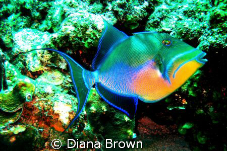 Queen Trigger Fish by Diana Brown 