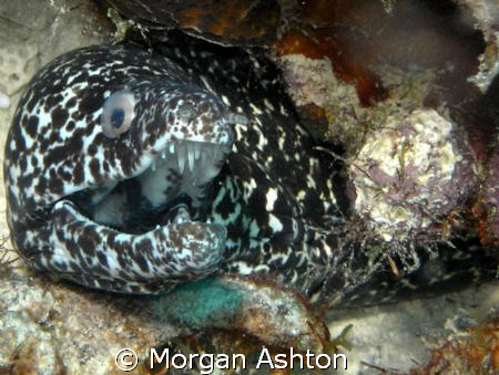 Spotted Moray in Curacao. Taken with a Sea and Sea DX-1G.  by Morgan Ashton 