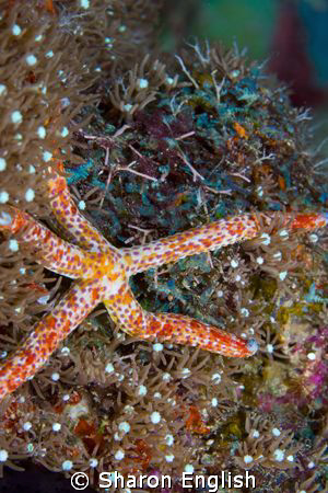 Linckia Starfish by Sharon English 