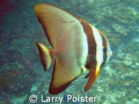 Batfish, D70s, ISO200, f2.8, 1/13 by Larry Polster 