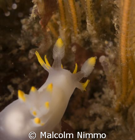 An inquisitive nudibranch  - Isles of Scilly,uk – Nikon d... by Malcolm Nimmo 