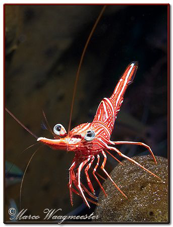 Durban hinge-beak shrimp checking me if i need some clean... by Marco Waagmeester 