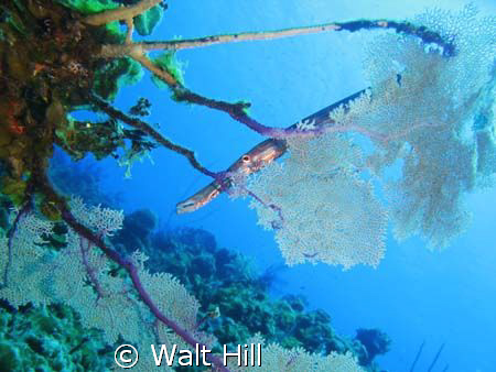 Trumpetfish hiding behind a sea fan. by Walt Hill 