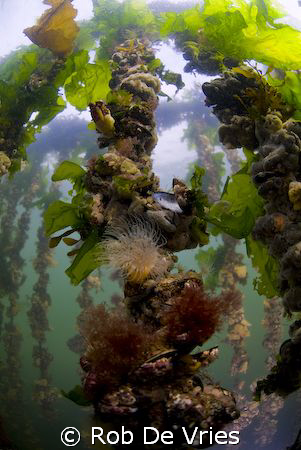 Picture of hanging mussel culture in the Oosterschelde, N... by Rob De Vries 