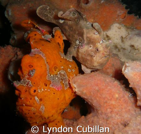 sweethearts - 2 frogfish (antennarius pictus). saw these ... by Lyndon Cubillan 