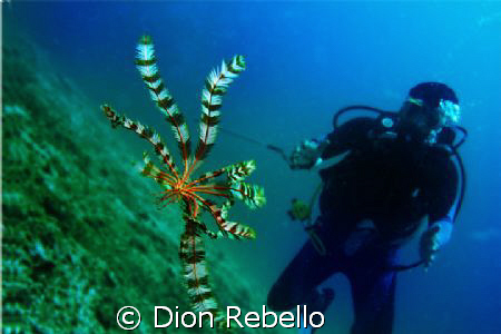 A Feather Star swimming? always wanted to see one, and go... by Dion Rebello 
