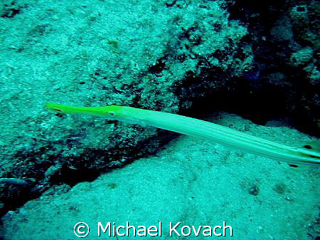 Trumpet fish on the inside reef at Lauderdale by the Sea by Michael Kovach 