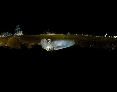 The smallest squid in the world: The southern pygmy squid... by Cal Mero 
