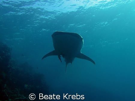 Whale shark at El Quseir housereef, Canon S70   by Beate Krebs 