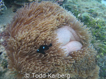 Have you ever had an anemone grow lips and smile at you? by Todd Karberg 