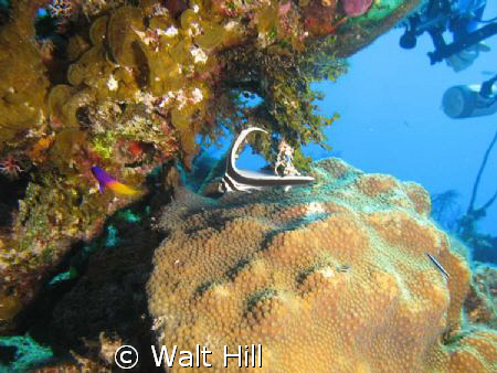 Drum along with Fairy Basslet ... wow lots of divers want... by Walt Hill 