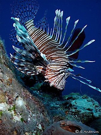 "Beautiful but a menace to the reef life"  The Lionfish .... by Steven Anderson 