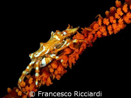 Very nice small crab on a wire coral! by Francesco Ricciardi 