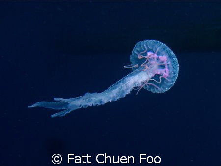 Jellyfish taken in Perhentian with Olympus SP350, two Ino... by Fatt Chuen Foo 