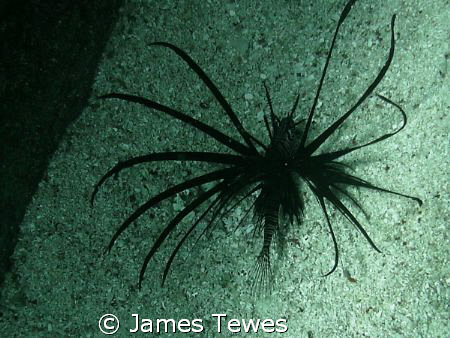 Black Lionfish inhabiting the space between two concrete ... by James Tewes 