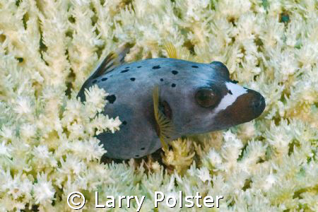Black spotted puffer peeking out of hard coral. D70s, Sig... by Larry Polster 