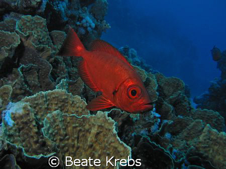 Soldierfish of the Red Sea , Canon S70 and INON Z240 by Beate Krebs 