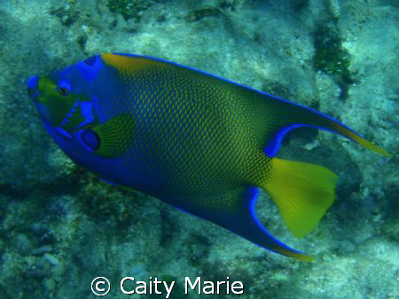 This is an angel fish, taken off the Florida Keys in abou... by Caity Marie 