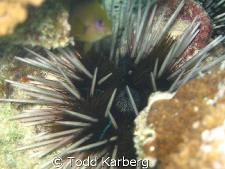 Sea Urchin by Todd Karberg 
