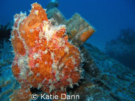 Frog fish, Similan islands, Thailand. Taken with Canon G9 by Katie Dann 