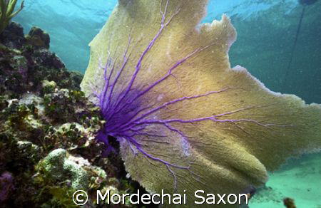 Sea Fan, Georgetown, Grand Cayman by Mordechai Saxon 