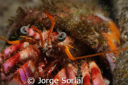 Hermit crab staring at the camera... by Jorge Sorial 