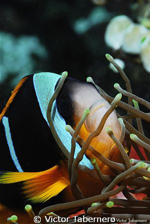 Very nervious Two Banded Clown Fish by Victor Tabernero 