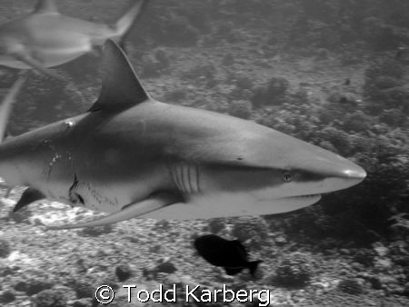 Pregnant Grey Reef Shark (Canon G9) by Todd Karberg 