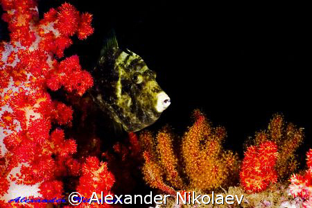 Reticulated filefish. Martini Rock, Fujera, UAE. Canon 40... by Alexander Nikolaev 