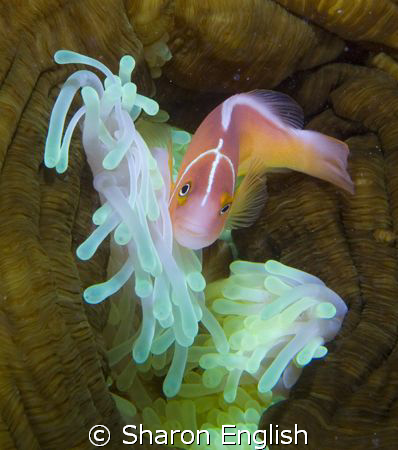 anemonefish by Sharon English 