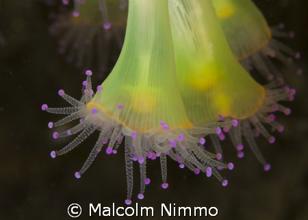 A jewel from the Scillies....  by Malcolm Nimmo 