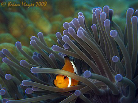 Peek-a-boo Clownfish.......False Clown Anemonefish (Amphi... by Brian Mayes 
