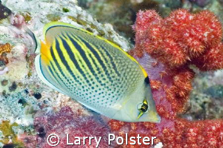 Dot and dash butterfly fish, D70s, twin D125 strobes by Larry Polster 