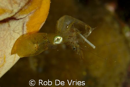Pygmee squid (3 cm) eating a shrimp, shrimp eating someth... by Rob De Vries 