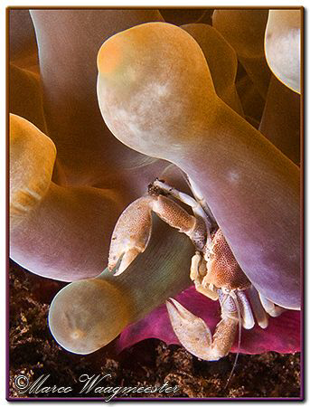 Porcelain crab in Anemone (Canon G9, D2000w, UCL165) by Marco Waagmeester 