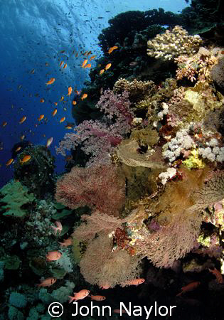 Red sea corals.Little Brother.Nik.D200 10.5 lens twin str... by John Naylor 
