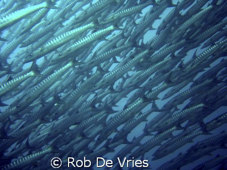 The biggest school of Baracuda's I have ever seen. In Sip... by Rob De Vries 