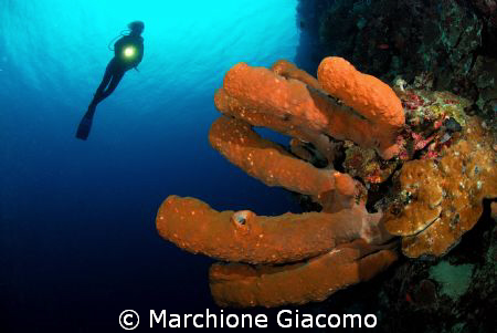 Big sponge and wall
Nikon D200, 10,5mm lens ,two strobo ... by Marchione Giacomo 