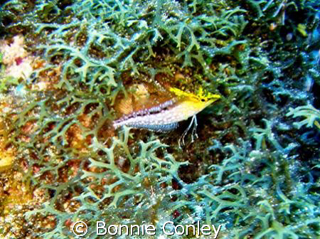 Blenny seen July 2008 at Grand Cayman.  Photo taken with ... by Bonnie Conley 