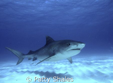 Tiger shark no cage! Beautiful creatures, huge,dynamic,an... by Patty Shales 