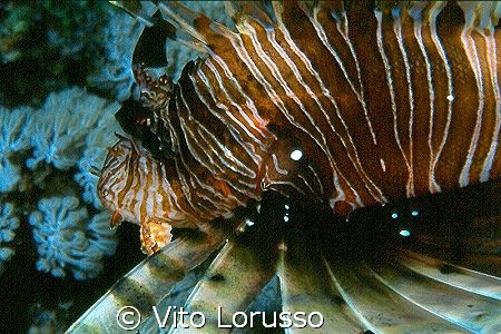 Fishs - Pterois miles by Vito Lorusso 