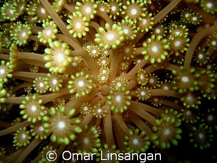 flowers of the underwater world by Omar Linsangan 