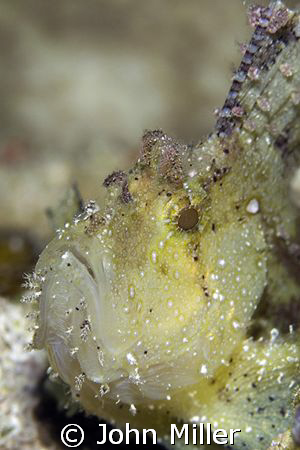 This is a Scorpion Leaf Fish, not easy to photography, al... by John Miller 